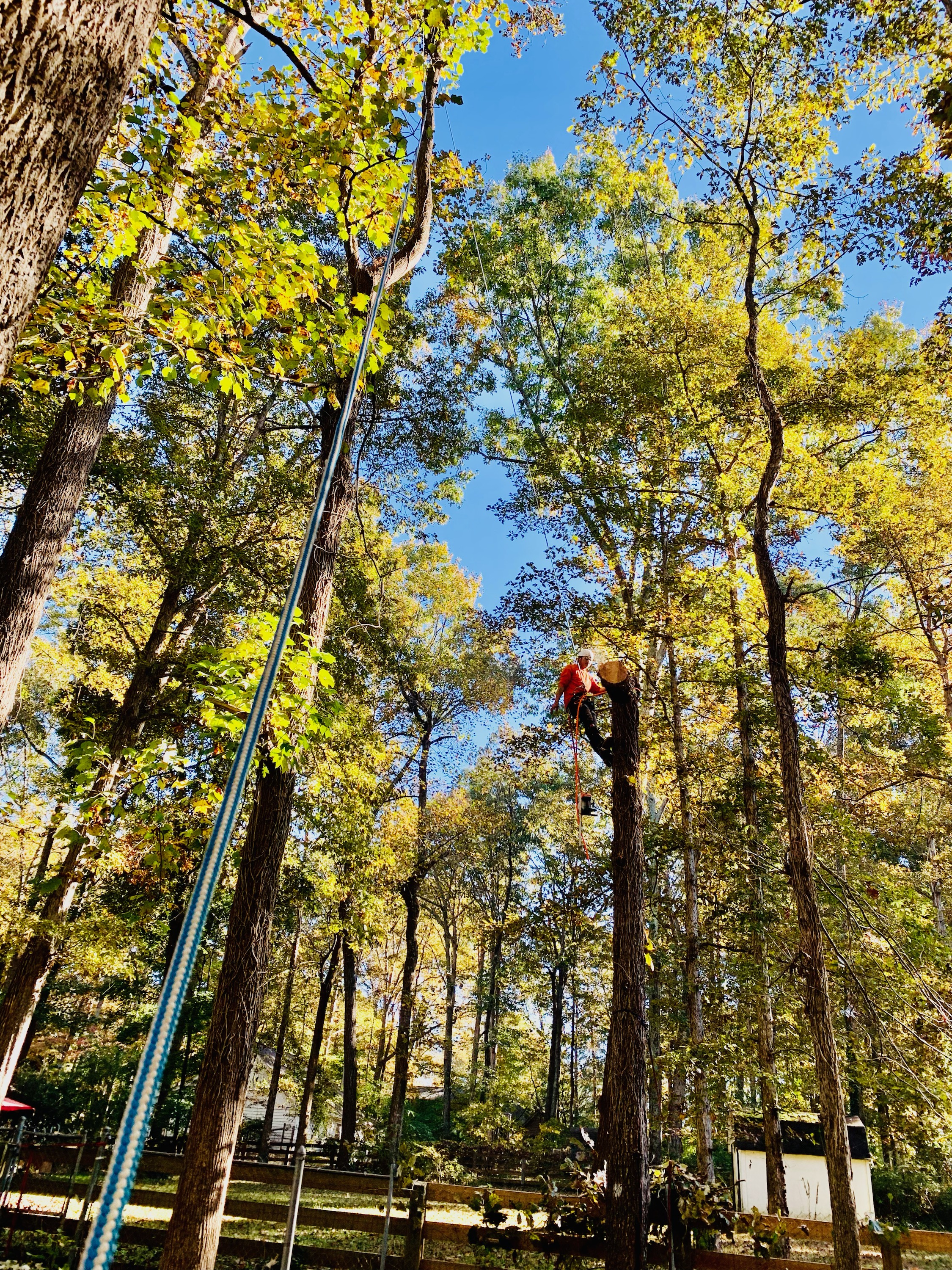 A Better Tree Service arborist climbing a tree with ropes and harness — spike-free pruning in action