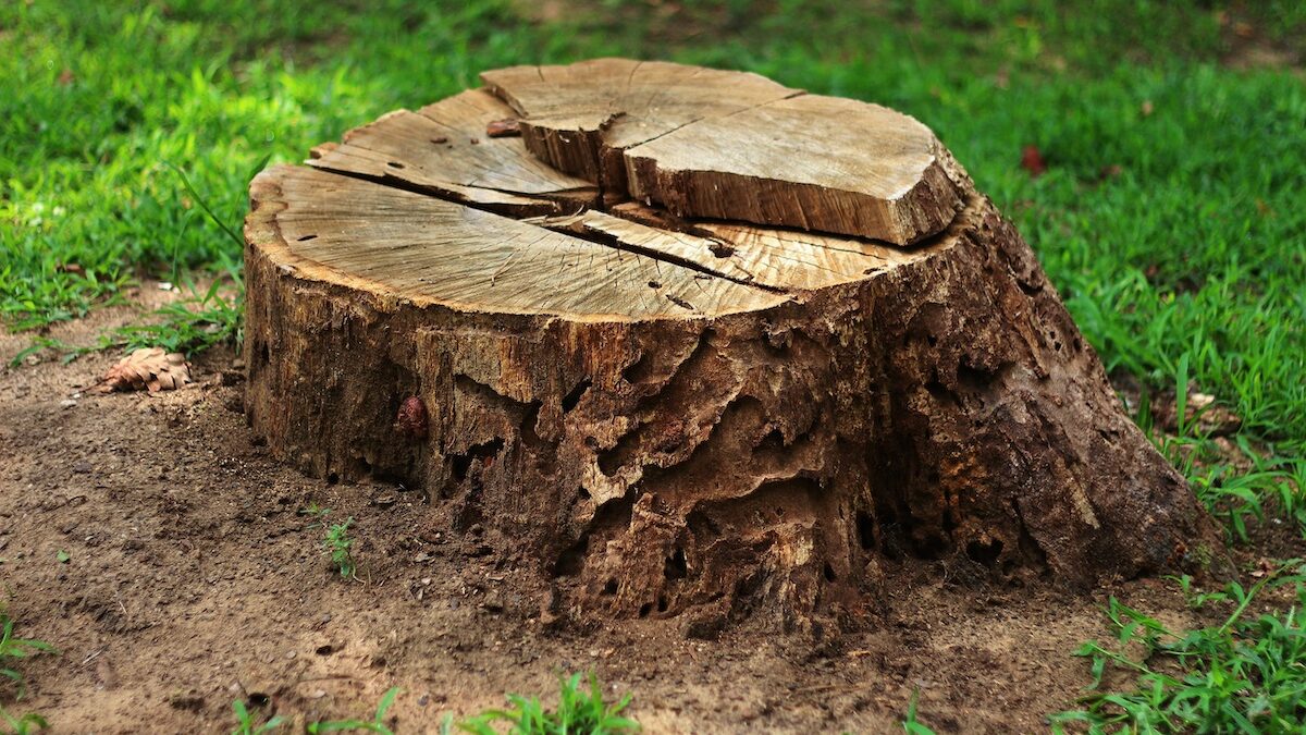 Tree stump after clean grinding by A Better Tree Service